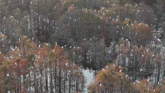 佛山市顺德伦教大涌水杉湿地候鸟白鹭群