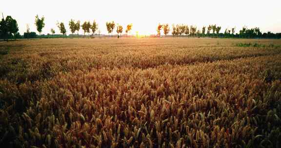 8K乡村傍晚金色的麦田麦子丰收