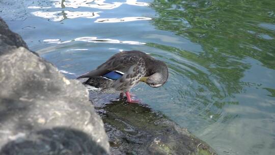 鸭子在湖边清理羽毛