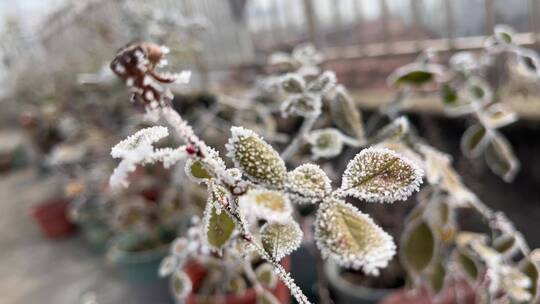 植物上的霜视频合集