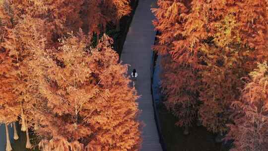 中国广东省广州市黄埔区知识城凤凰湖水杉