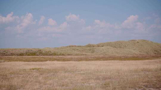 沙丘上生长的干草