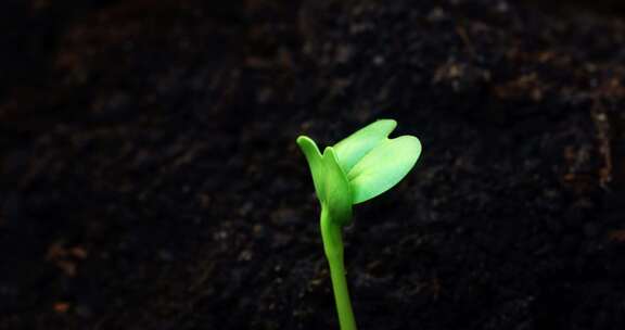 幼苗破土而出 生长的植物 种子成长
