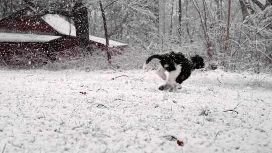 小狗，狗，跑步，下雪