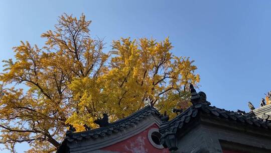 济南淌豆寺千年银杏林