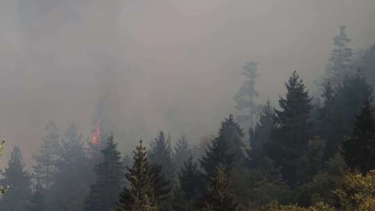 森林着火了森林里有烈火和浓雾