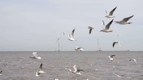 海鸥 海边 海平线 日出 群鸟 大海