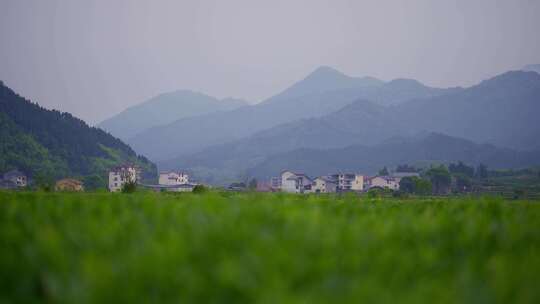 茶山茶叶