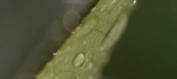 雨中打在叶子上特写镜头