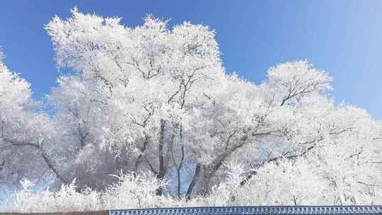 东北的冬 黑龙江雪景