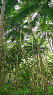 海南文昌东郊椰林生长的椰树