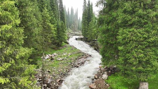 航拍新疆伊犁库尔德宁云杉林夏季雨后风景