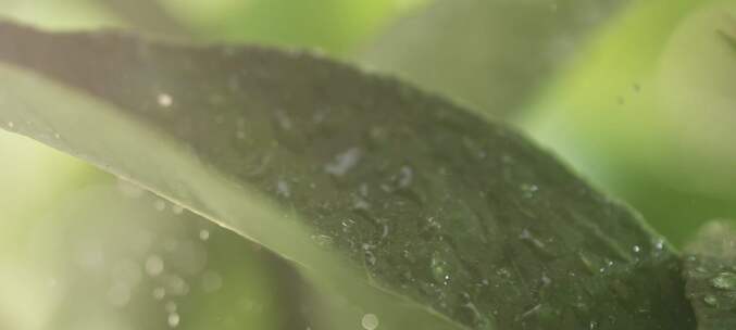 雨中打在叶子上特写镜头