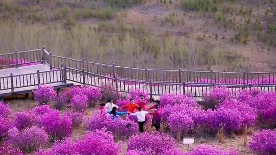 杜鹃花海