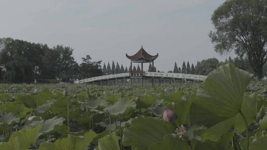 荷塘荷花视频素材模板下载