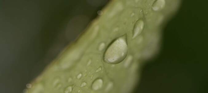 雨中打在叶子上特写镜头