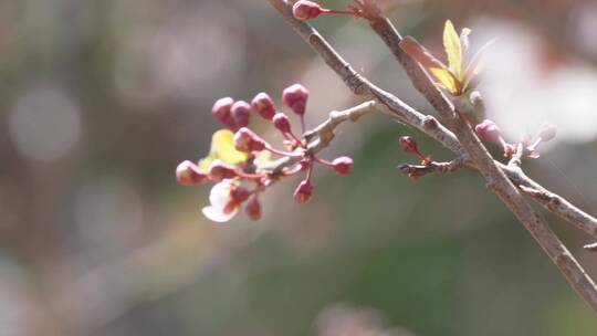 【镜头合集】初春樱花桃花鲜花花卉植物
