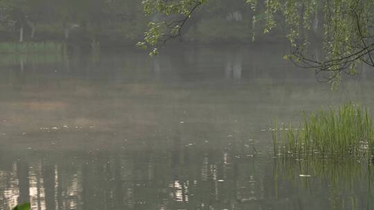 1 杭州 西湖 雾气 水面 风景