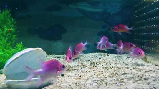 海洋水族馆水下游动的鱼类