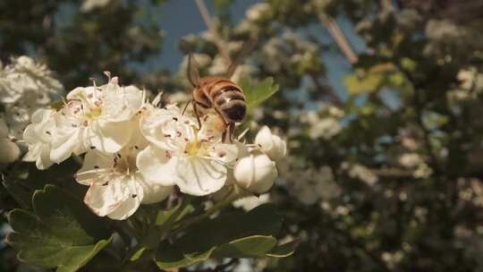 蜜蜂拍打翅膀，从开花的植物上飞下来