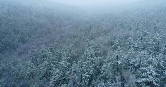 航拍春季降雪山林银装素裹