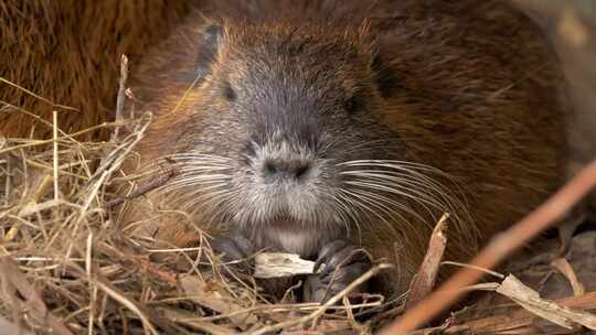 海狸鼠、食草动物、Coypu、啮齿动物