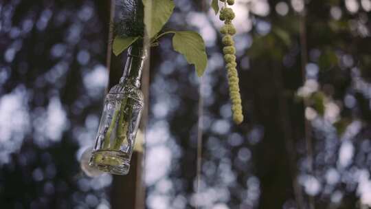 瓶子里的花，挂在户外的树上