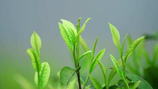 茶农采茶春茶白茶绿茶茶叶毛尖手工茶采茶