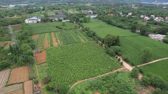 广西桂林尧山茶园