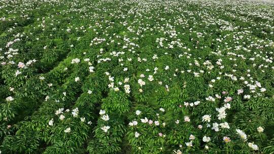 航拍中草药种植基地芍药花田地