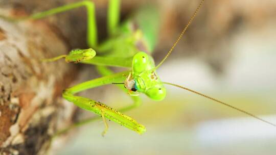 螳螂吃蟋蟀视频素材模板下载