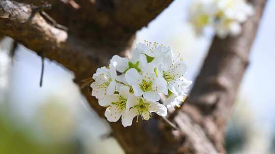 春天阳光下盛开的白色梨花蜜蜂采蜜