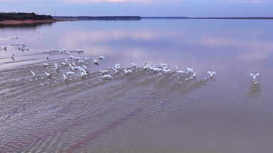 航拍成群的大雁白鹤 鄱阳湖 候鸟视频素材模板下载