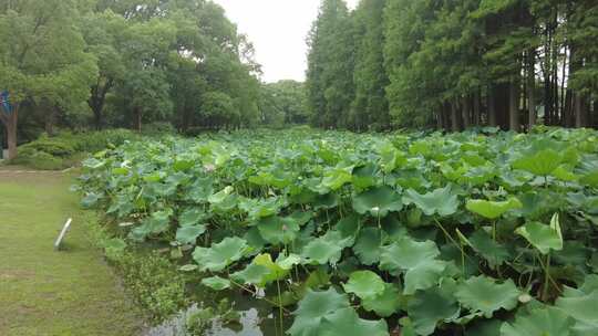 夏季农业种植荷花荷叶莲藕实拍