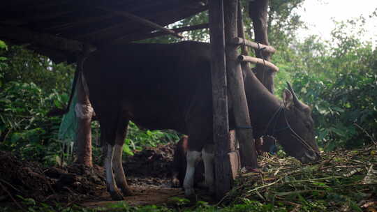 印度尼西亚热带森林中收容所里的奶牛在草地视频素材模板下载