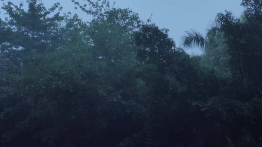 下雨雨天雨滴植物树木