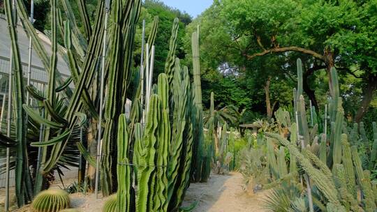 沙漠植物沙生植物园仙人球仙人掌