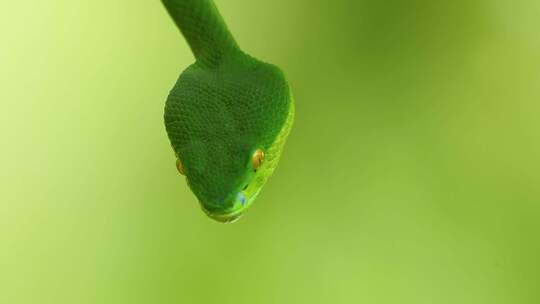 白唇毒蛇是东南亚特有的有毒毒蛇，经常被发