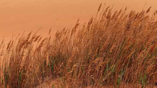 沙漠治理荒漠中的植物顽强生长