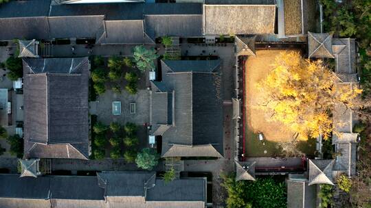 陕西省西安市古观音禅寺银杏树航拍