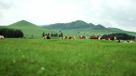 草原上的牛群4