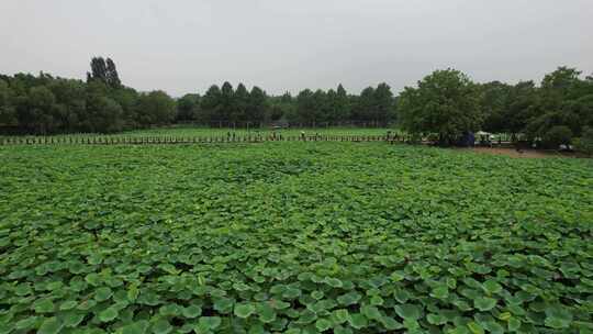 航拍夏日风光荷花荷叶植物镇江白娘子公园