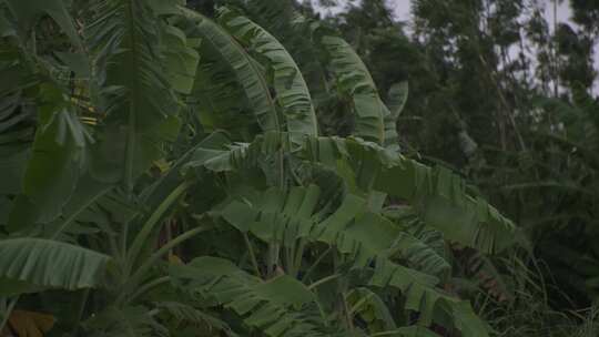 阴雨梯田风吹茂密香蕉叶植物景观