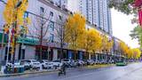 秋日街道银杏树与车辆景象高清在线视频素材下载