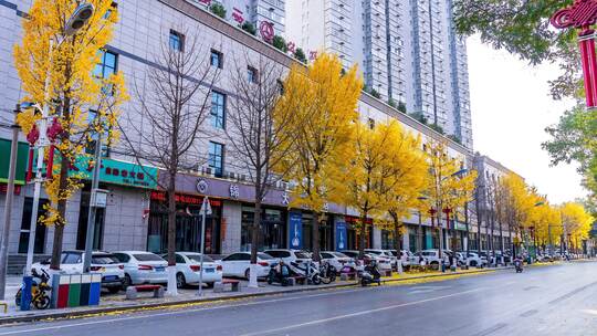 秋日街道银杏树与车辆景象