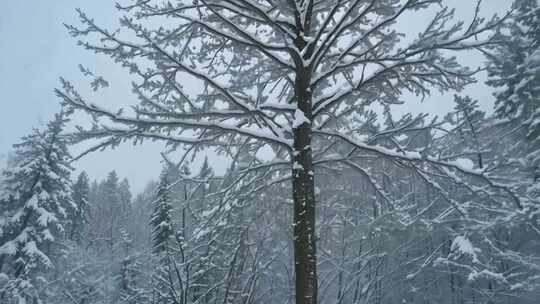 大雪覆盖树木的冬日森林景象