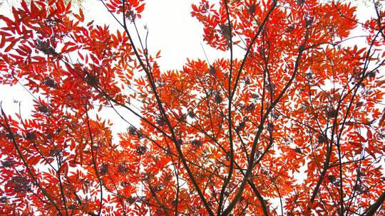 红叶秋天美丽漂亮的红色槭树树叶