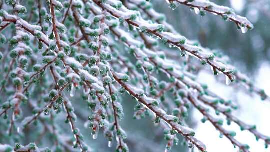 4K树枝枝头雪花空镜冬天意境实拍视频