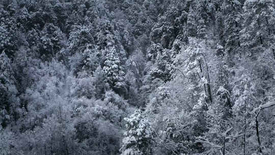 冬季森林雪景