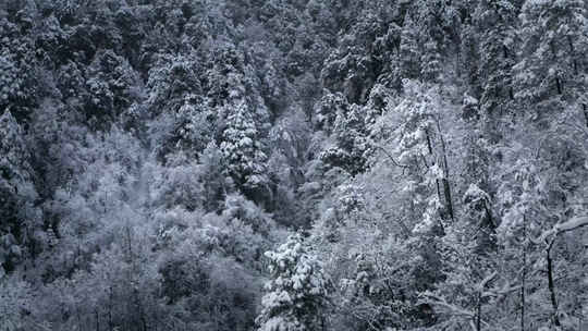 冬季森林雪景视频素材模板下载